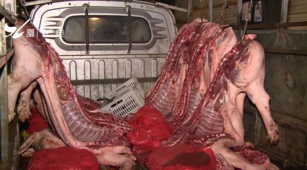 【光明网】凌晨突击！厦门查获1560斤私宰肉，这种肉千万别买……
