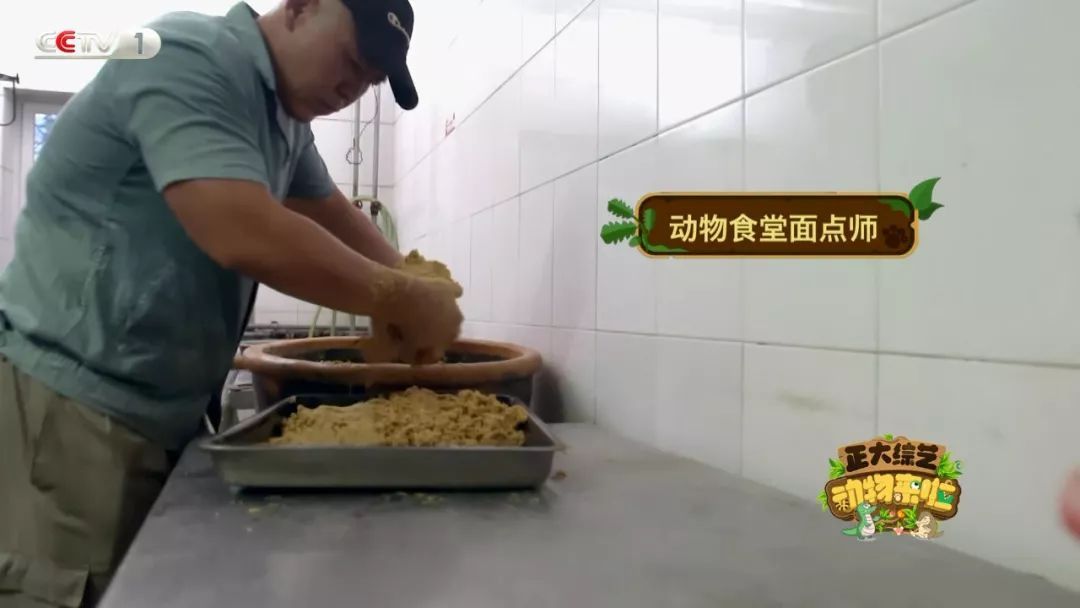 「央视一套」营养早餐花样多！今天18点档《动物来啦》揭秘凌晨五点的“动物食堂”