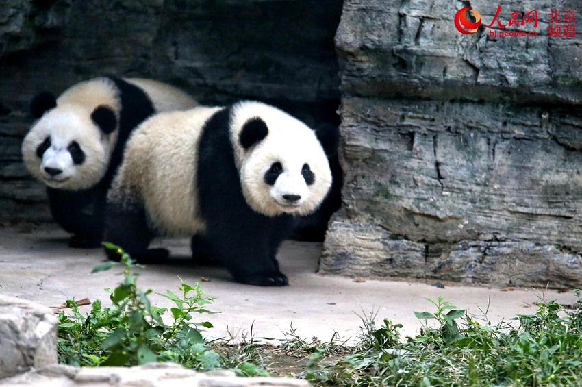 「人民网-北京频道」北京动物园添双胞胎姐妹花 大熊猫“萌宝”“萌玉”亮相