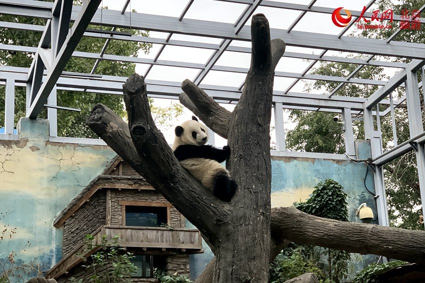 「人民网-北京频道」北京动物园添双胞胎姐妹花 大熊猫“萌宝”“萌玉”亮相