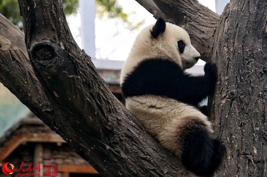 「人民网-北京频道」北京动物园添双胞胎姐妹花 大熊猫“萌宝”“萌玉”亮相