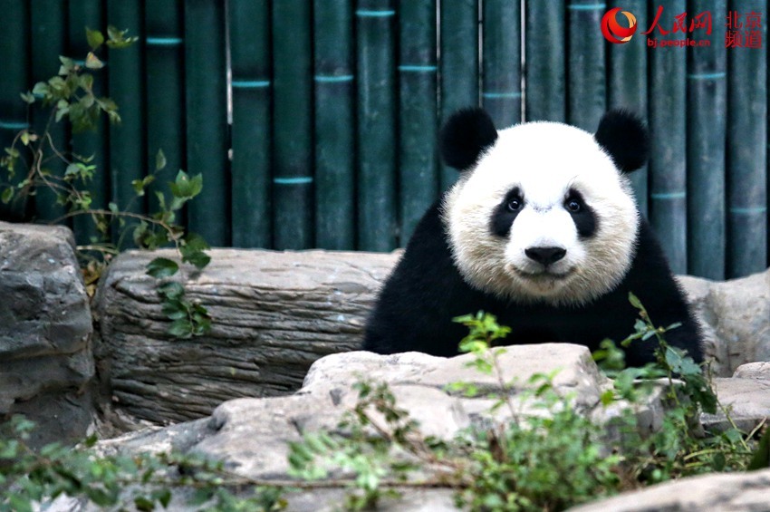 「人民网-北京频道」北京动物园添双胞胎姐妹花 大熊猫“萌宝”“萌玉”亮相