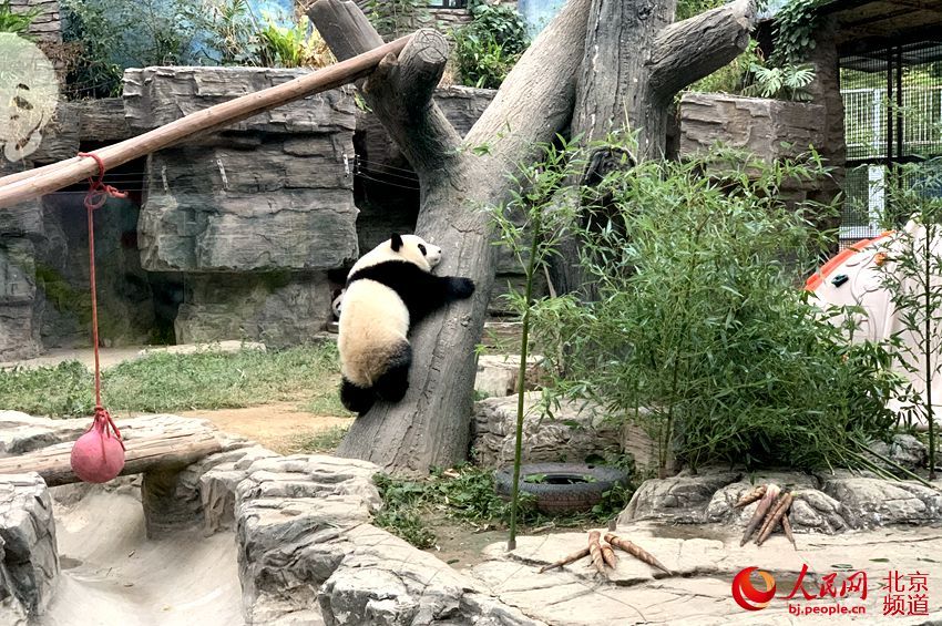 「人民网-北京频道」北京动物园添双胞胎姐妹花 大熊猫“萌宝”“萌玉”亮相