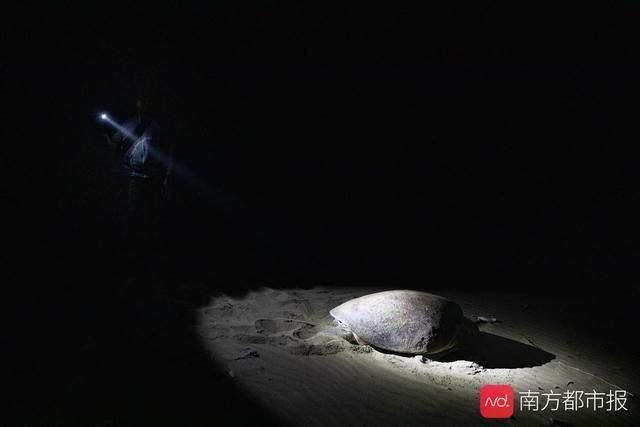 [南方都市报]极度罕见！体验巡护海龟，南都记者探访全球重要的海龟产卵保护地