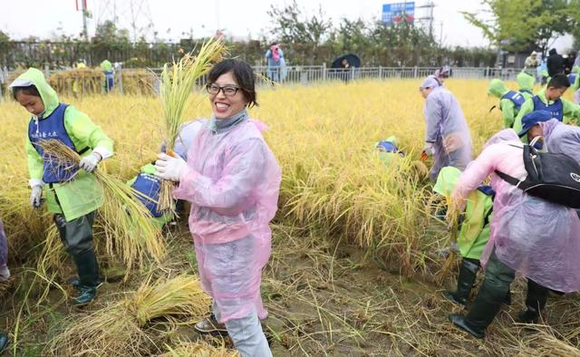 #北京日报客户端#收稻子喽！来园博馆享受“丰收”乐趣