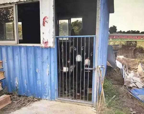 「光明网」骑车在路上被驴踢受伤骨折，双方各执一词谁来赔偿？