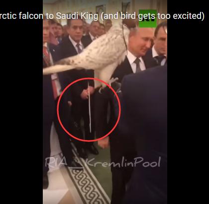 「环球网」小尴尬！普京正赠送沙特国王珍稀猎鹰，它的肠胃却突然不好了一下