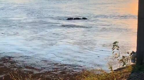 观察者网■猪突猛进！日本野猪台风天狂奔逃命