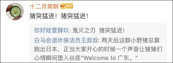 观察者网■猪突猛进！日本野猪台风天狂奔逃命