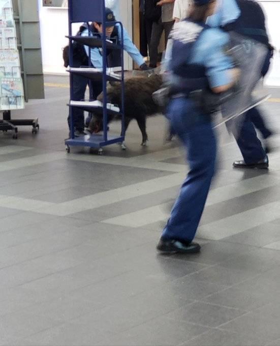 观察者网■猪突猛进！日本野猪台风天狂奔逃命