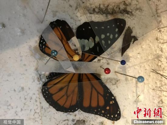 中国新闻网@女子为蝴蝶做翅膀修复术 技巧精湛堪比外科医生