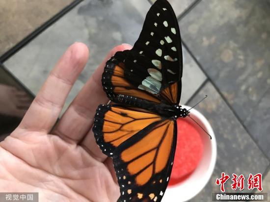 中国新闻网@女子为蝴蝶做翅膀修复术 技巧精湛堪比外科医生