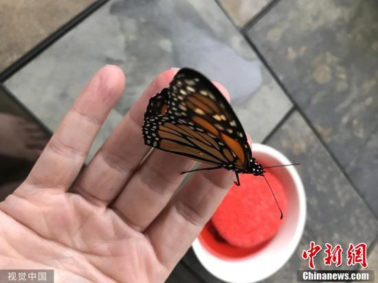 中国新闻网@女子为蝴蝶做翅膀修复术 技巧精湛堪比外科医生