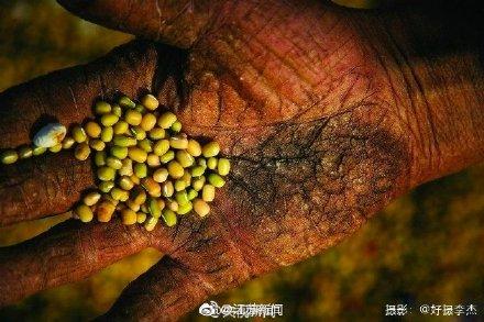光明网：这些照片请转给你认识的人 为了这些农民