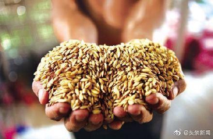 「光明网」第39个世界粮食日 生活富裕了还有必要节约粮食吗