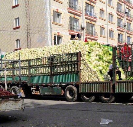 「光明网」又到东北买冬菜的季节，南方网友却不淡定了