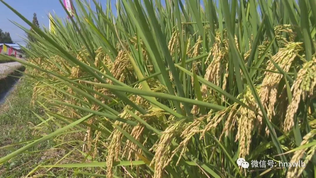 三分地养活一个人袁隆平双季超级稻亩产13902公斤