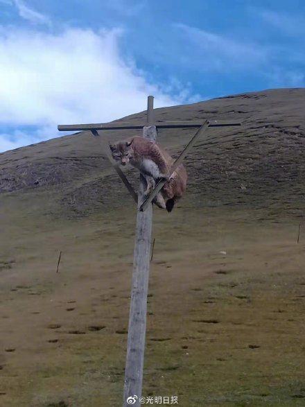 「光明网」猞猁被流浪狗逼上电线杆 流浪狗威胁野生动物怎么办？