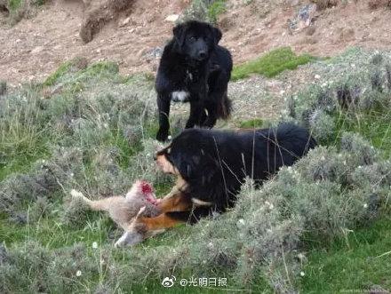 「光明网」猞猁被流浪狗逼上电线杆 流浪狗威胁野生动物怎么办？