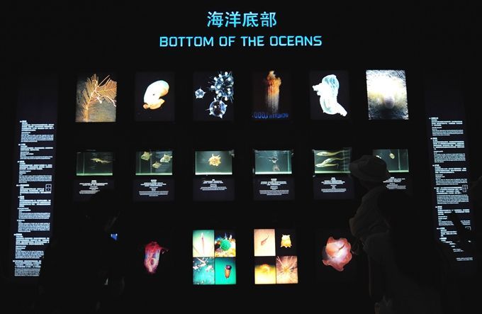 「北京晚报」中华鲟、鹦鹉螺……水中“国宝”悉数亮相海洋科普展