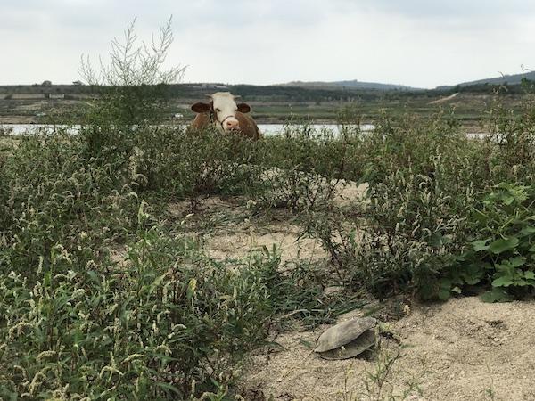 澎湃新闻@气候变化背景下的农业调研：危机四伏的现代农业