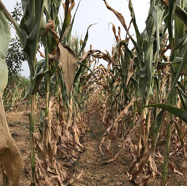 澎湃新闻@气候变化背景下的农业调研：危机四伏的现代农业