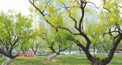 「新华网」一周天气：前半周升温有雾霾 后半周大风加降雨
