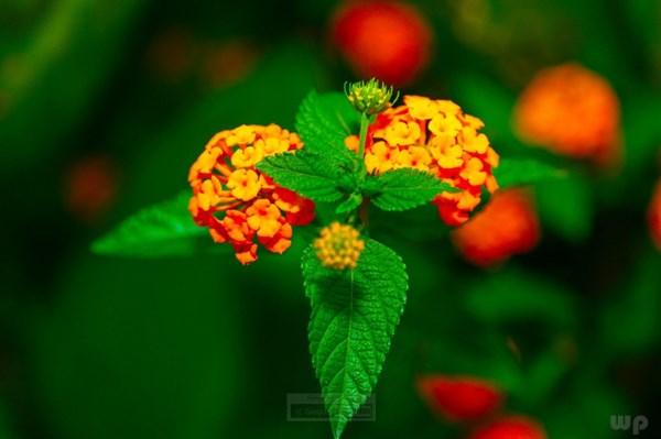 [光明网]人生不能靠心情活着，而要靠心态去生活