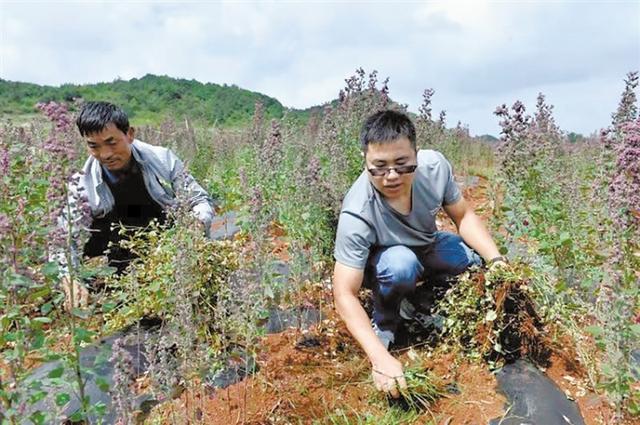 "我所有的付出都值了—记富源县后所镇阿依诺村第一书记,工作队长