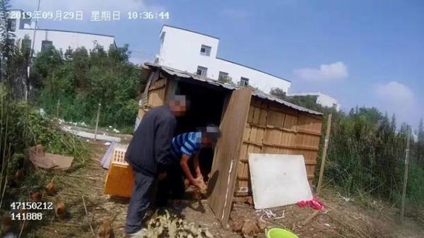 光明网■大白天老人的33只鸡被当街“抢”走，还蒙受冤屈，民警还原真相