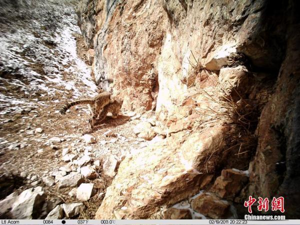 #中国网#萌态十足！红外相机拍到黄河源地区野生雪豹活动照「组图」