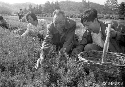 [光明网]“伐木能手”马永顺：造林17年，植树5万棵