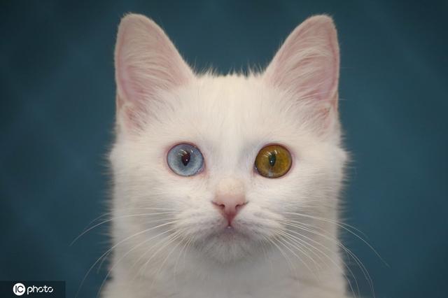 【环球网】土耳其雪白梵猫双眼异色瞳美呆了 将参加喵星人选美大赛