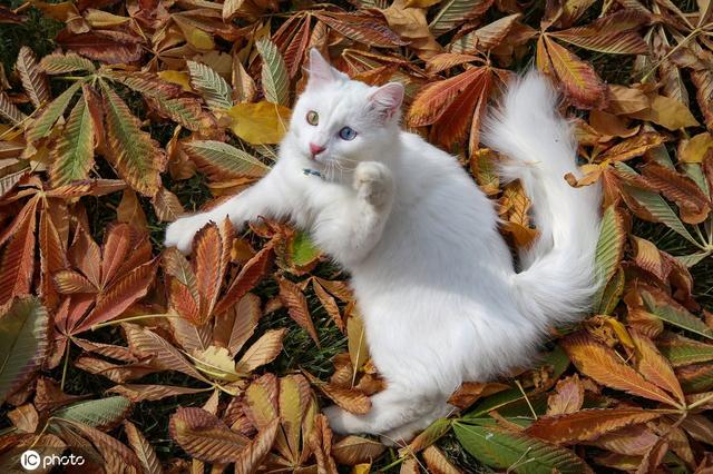 【环球网】土耳其雪白梵猫双眼异色瞳美呆了 将参加喵星人选美大赛