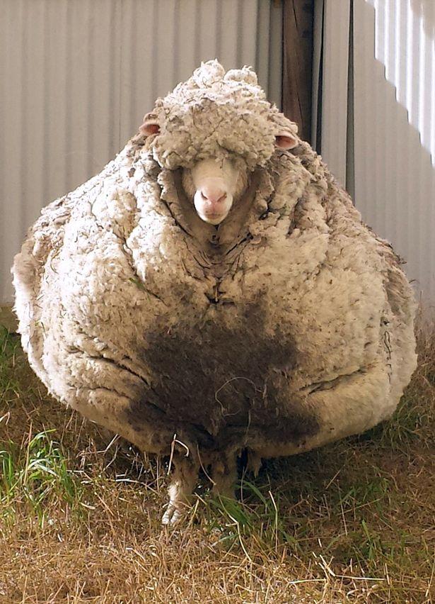 环球网■澳大利亚10岁网红绵羊去世 曾一次剪下80斤羊毛