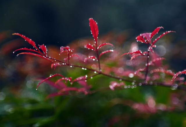 【女性之声】今日霜降|这是秋的谢幕，也是冬的问候