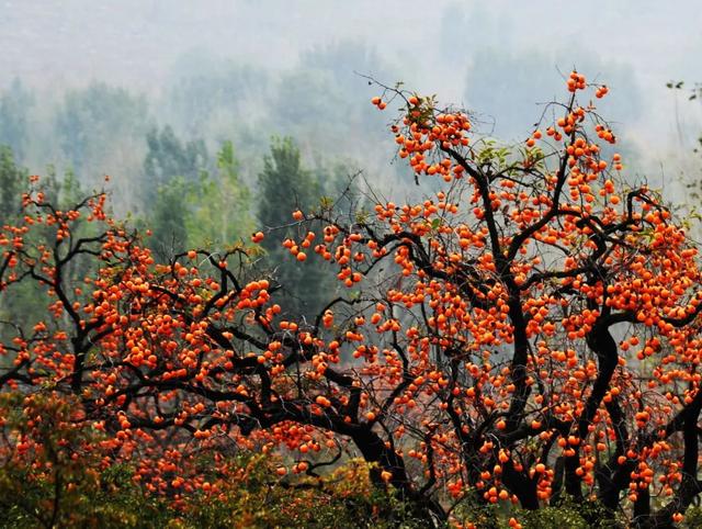 【女性之声】今日霜降|这是秋的谢幕，也是冬的问候