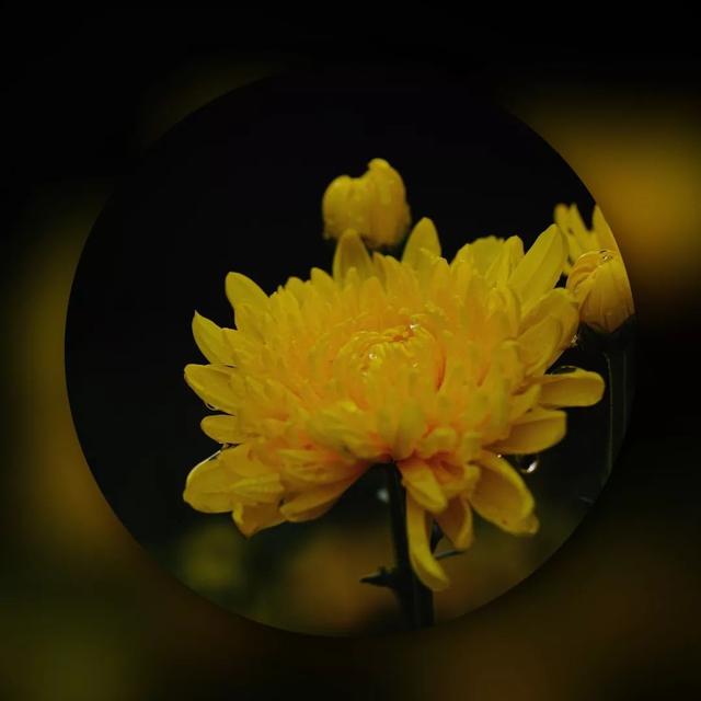 【女性之声】今日霜降|这是秋的谢幕，也是冬的问候