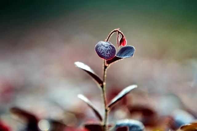 【女性之声】今日霜降|这是秋的谢幕，也是冬的问候