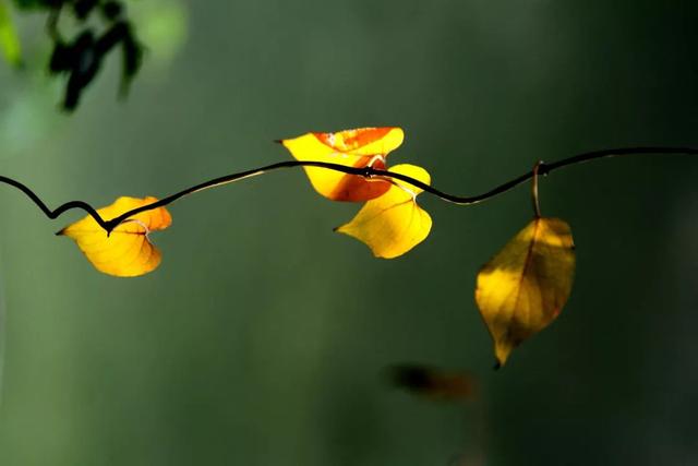 【女性之声】今日霜降|这是秋的谢幕，也是冬的问候