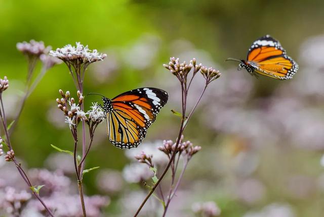 【女性之声】今日霜降|这是秋的谢幕，也是冬的问候