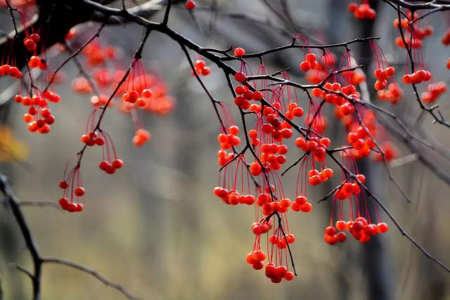 【女性之声】今日霜降|这是秋的谢幕，也是冬的问候