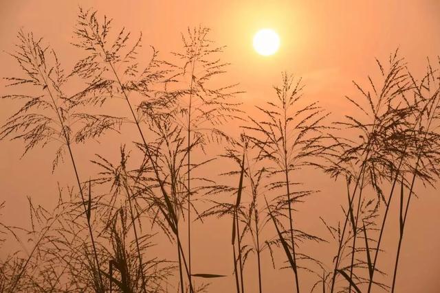 【女性之声】今日霜降|这是秋的谢幕，也是冬的问候