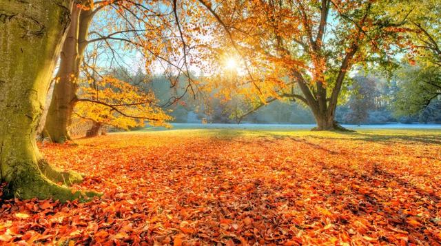 【女性之声】今日霜降|这是秋的谢幕，也是冬的问候