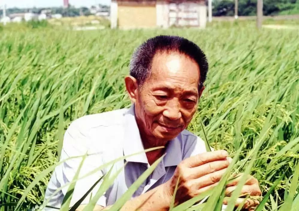 「央视网」这对夫妻才该上热搜！袁隆平56年的婚姻真相：是什么维系着婚姻？