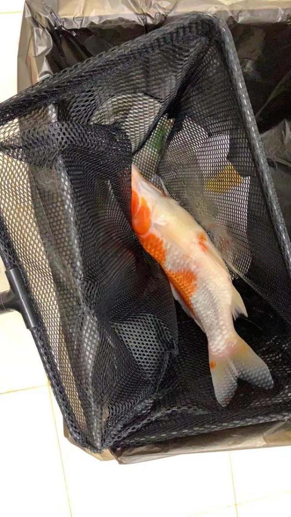 「中国网」一年半没人收电费！北京一小区却因拖欠电费被停电，业主喊冤