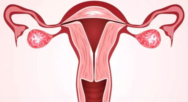 光明网@子宫环境对于试管胚胎着床率的影响有多大？