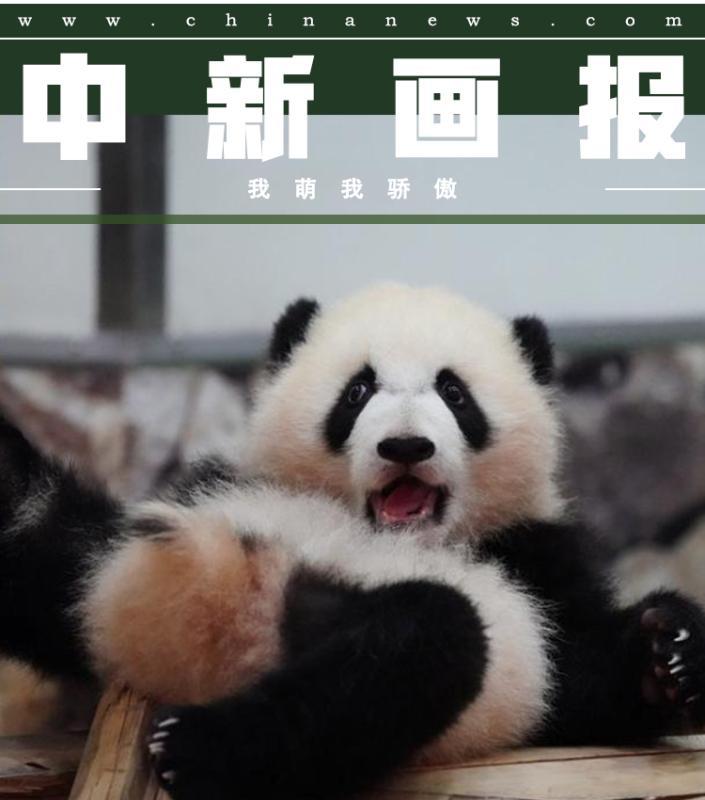 #中国新闻网#【国际熊猫日特刊】我萌我骄傲