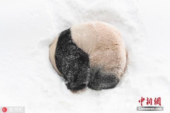 #中国新闻网#【国际熊猫日特刊】我萌我骄傲