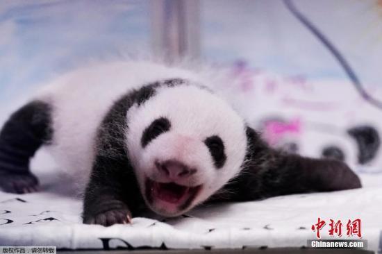 #中国新闻网#【国际熊猫日特刊】我萌我骄傲